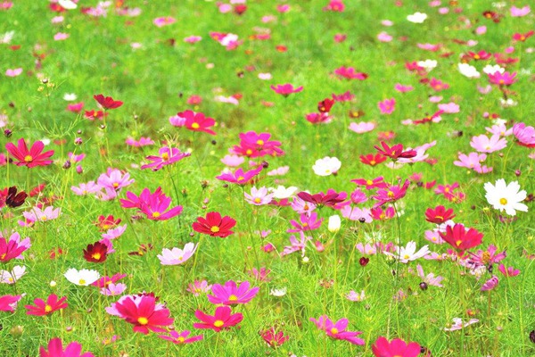 格桑花 格桑花