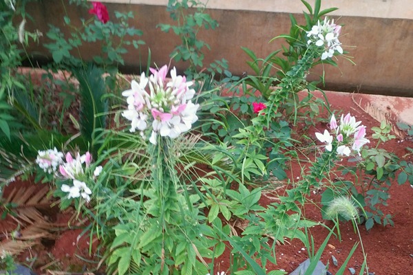 醉蝶花 醉蝶花
