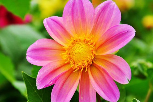 小丽花 小丽花