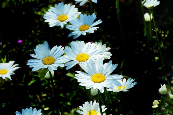 1551975163242523.jpg 除虫菊的播种时间及种植方法