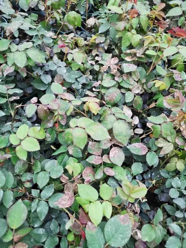 1604392559330445.jpg 月季霜霉病的症状特点和防治方法