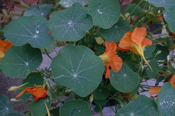 旱金莲的种植方法以及注意事项 旱金莲的种植方法以及注意事项