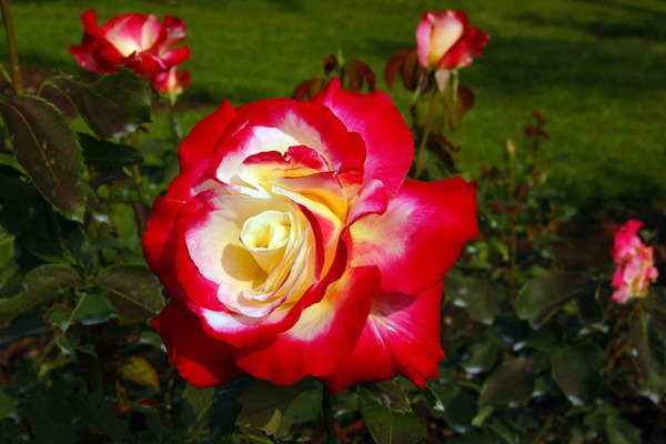 红双喜 红双喜月季秋季修剪方法