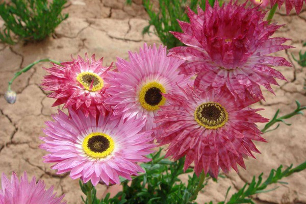 永生菊 永生菊