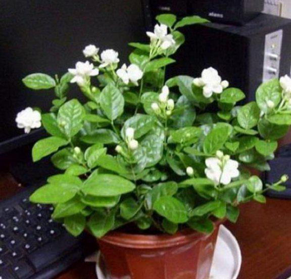 茉莉花和月季哪个更好养?