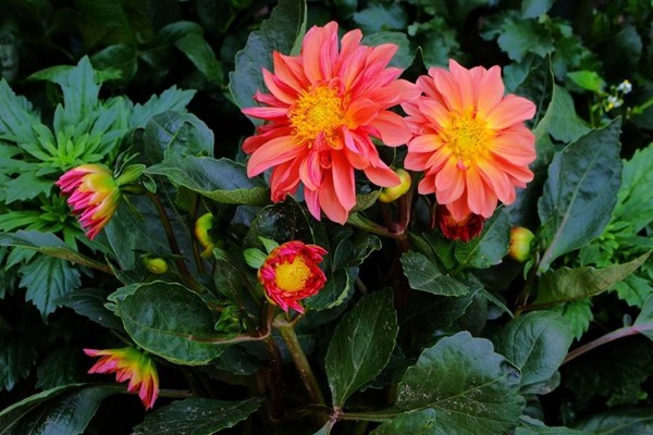 小丽花 小丽花