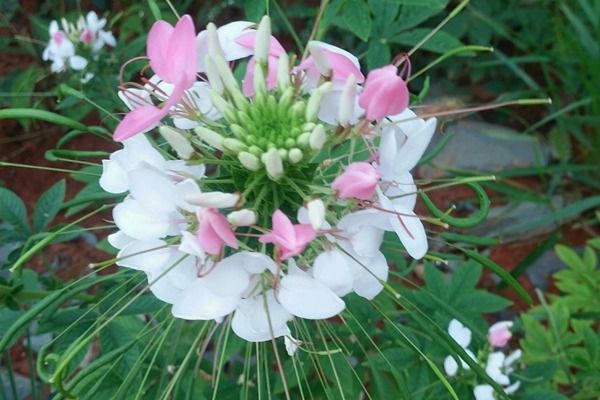 醉蝶花 醉蝶花