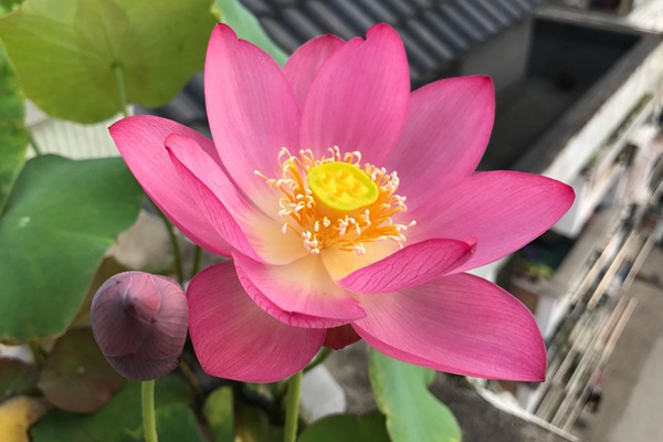 碗莲种子 碗莲种子