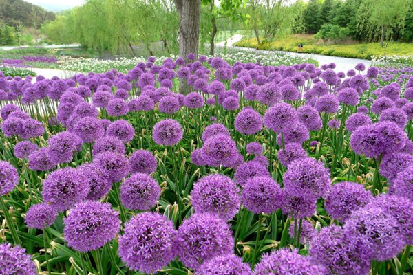 花葱 花葱