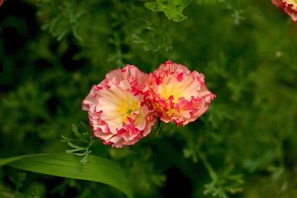 复瓣花菱草 复瓣花菱草