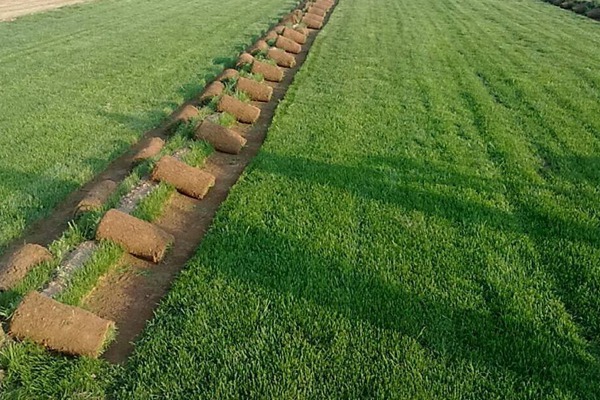 狗牙根草坪的种植方法以及养护技巧 国外狗牙根草坪种植方法分享
