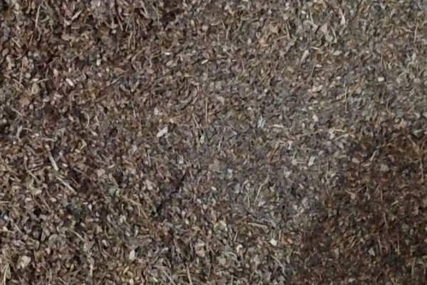 绣线菊种子 绣线菊种子