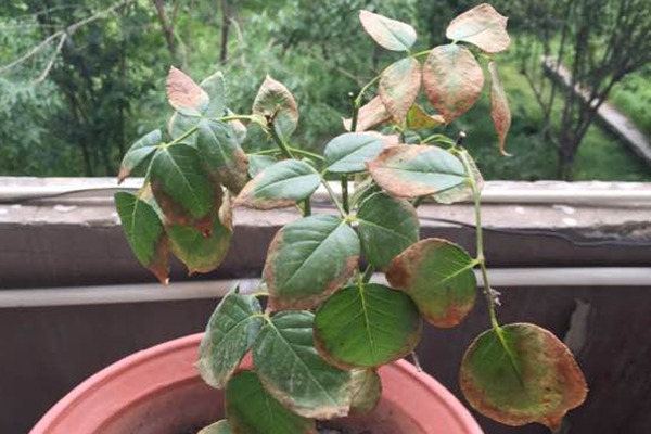 夏季除了防高温外,也要注意肥伤! 月季枝顶芽枯萎的原因是什么?