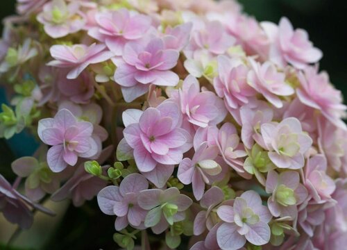 花手鞠绣球是新老枝开花吗?