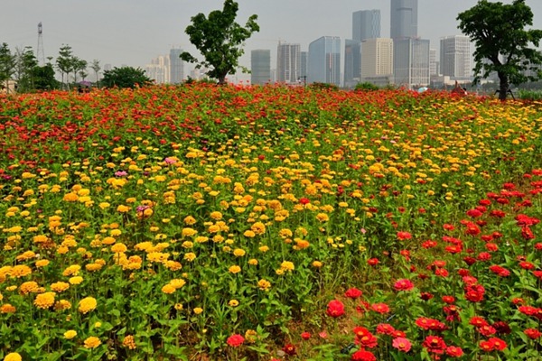 1551782067773498.jpg 百日草如何爆盆(详细种植步骤)