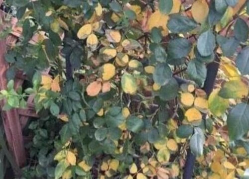 月季花黄叶是什么原因,月季黄叶如何处理
