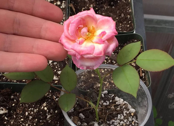 月季花 月季花种子怎么种?