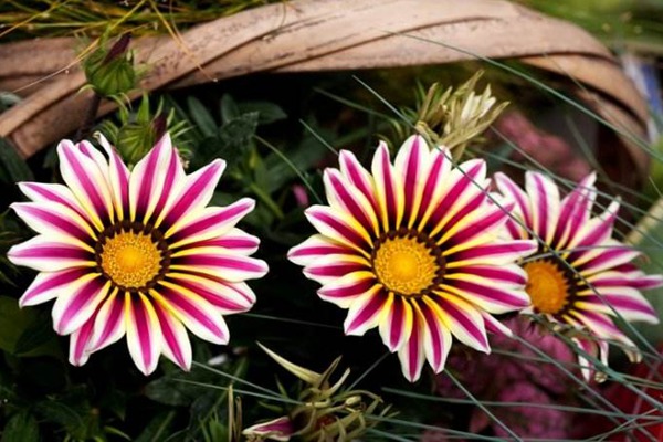 勋章菊 勋章菊