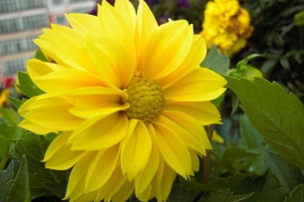 小丽花 小丽花