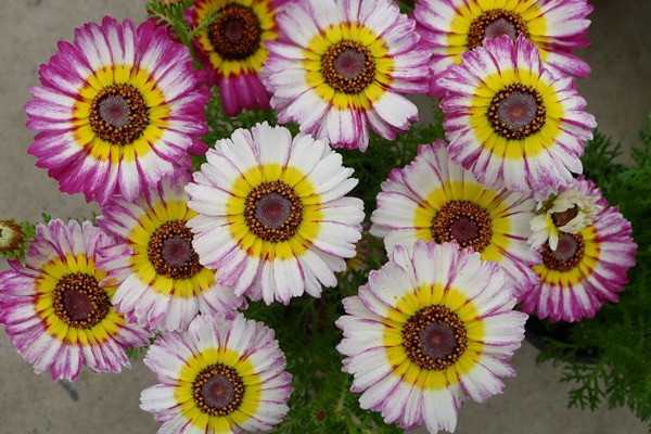 花环菊种子 花环菊种子