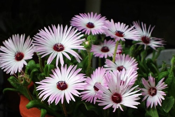 1553093342684826.jpg 松叶菊的种植养护方法