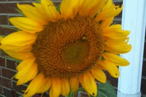 怎么在花园里种植向日葵 花园里种植向日葵的方法步骤