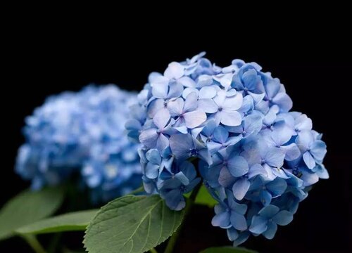 绣球花可以放在卧室里面吗?