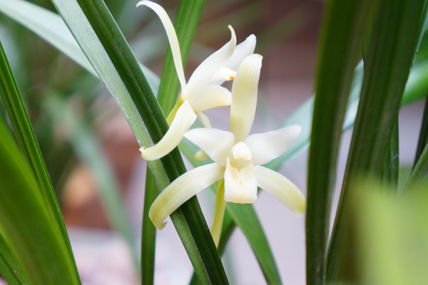 如何在室内种植兰花 如何在室内种植兰花(室内兰花种植技巧)