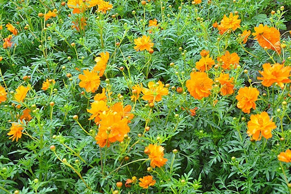 金鸡菊及硫华菊混播方法 金鸡菊及硫华菊混播方法