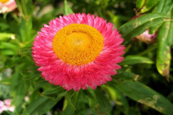 1552996197270533.jpg 麦秆菊怎么种植做鲜切花