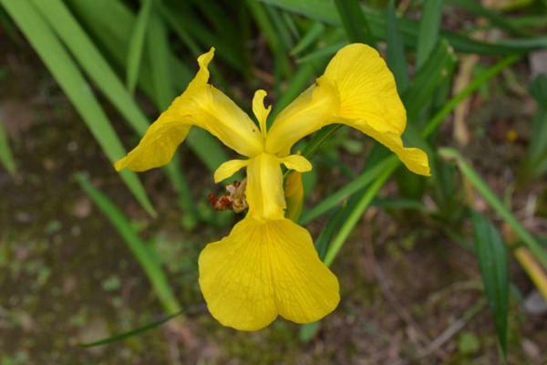 黄菖蒲 黄菖蒲