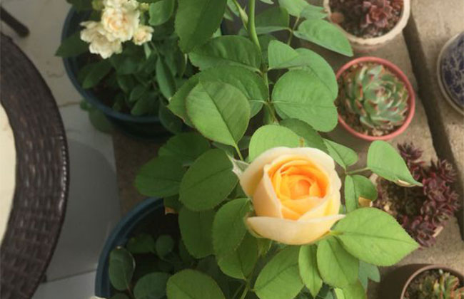 月季花的产地是哪里?哪个地方产的月季花好? 月季花的产地在哪里?