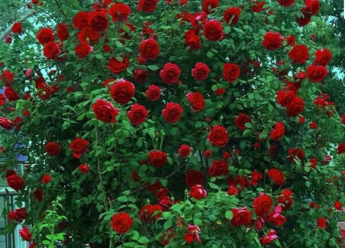 月季花想要开花多该怎么养护