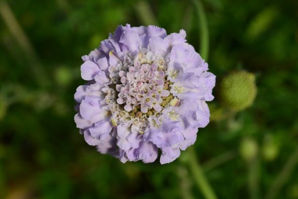 轮峰菊 轮峰菊