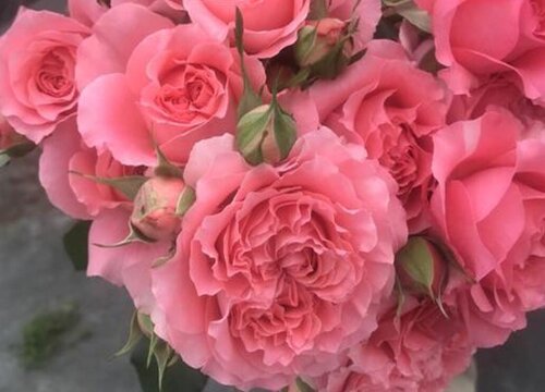 珊瑚果冻月季怎么样,好养吗?