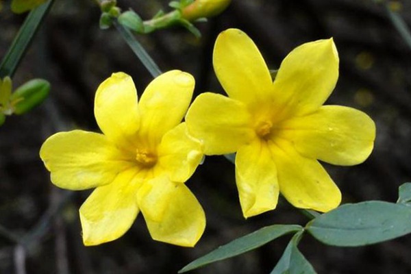 迎春花 迎春花