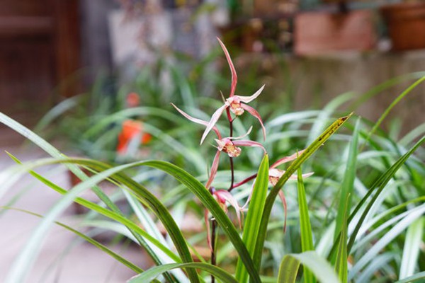 如何在室内种植兰花 如何在室内种植兰花(室内兰花种植技巧)