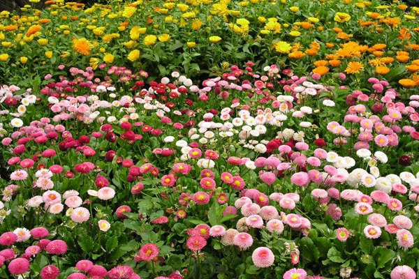 雏菊种子 雏菊种子