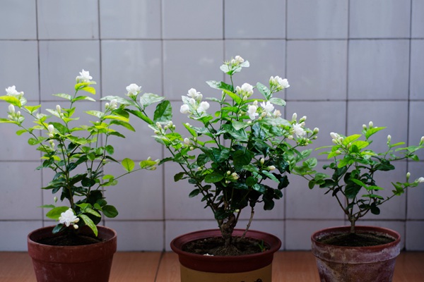茉莉花的种植步骤详解 茉莉花的种植步骤详解