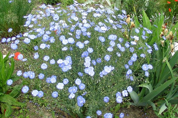 蓝花亚麻 蓝花亚麻