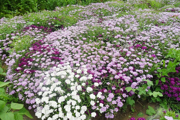 蜂室花 蜂室花