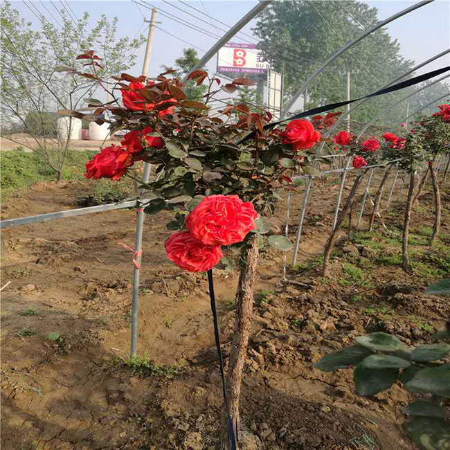 月季花的产地是哪里?哪个地方产的月季花好? 月季花的产地在哪里?