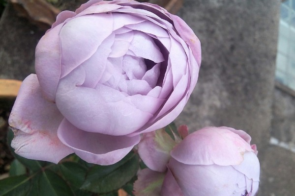 寂静 紫色月季花都有哪些品种