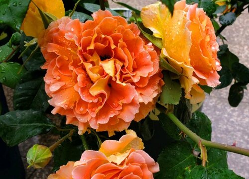 春季如何给月季施肥开花更多