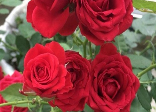 月季花苞没开就枯萎了是啥原因