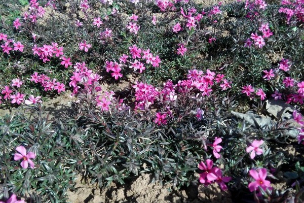 芝樱 芝樱