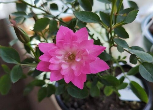 月季生长最适宜的温度与季节