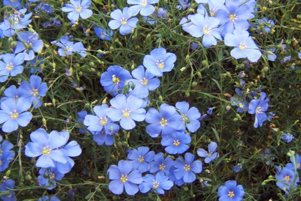 蓝花亚麻 蓝花亚麻