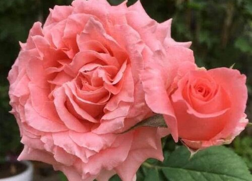 珊瑚果冻月季怎么样,好养吗?