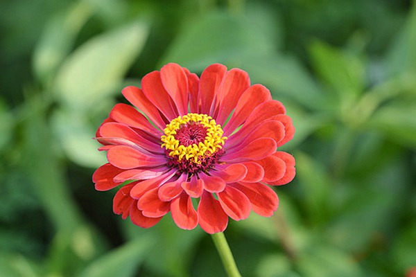 1551783066614263.jpg 百日菊盆栽的种植方法及养护技巧